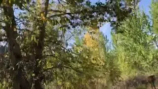 Video of Elk Fork Campground, WY from N I.