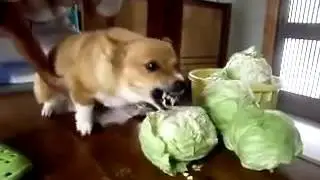 Very angry dog eating cabbage))