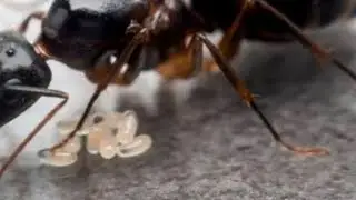 queen ants