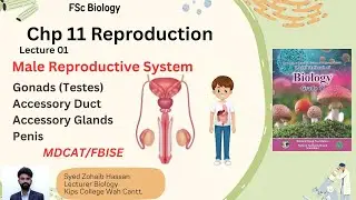 Lecture 01 |Male Reproductive System) |Chap 11: Reproduction | 1st year Biology | By Zohaib Hassan