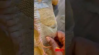 Removing stuck and loose shed #asmr #satisfying #satisfyingvideo #animals #foryou #youtubeshorts