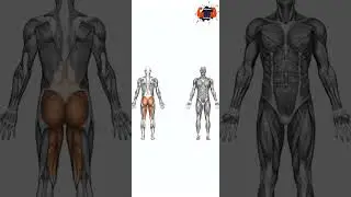Strengthen Your LOWER BACK With This Simple Exercise! #LowerBack #BackExercises #StrengthenBack