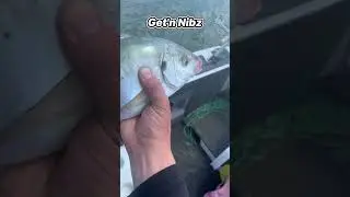 Grinding Teeth Trevalley | Get&rsquo;n Nibz