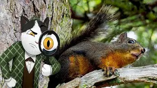 Douglas Squirrel Bark - CAPTURED!