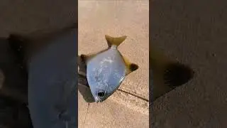 silver#moonfish #diamondfish pampano #shortsvideo