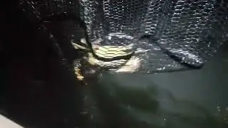 Day 7 part 1 of 14 day Wildfood challenge - Catching mud crabs