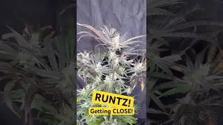 RUNTZ! GETTING CLOSE!