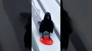 Funny crow#crow#Funny#animal#fpy