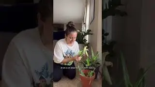 Massive Aloe rescue update #plantcare #plantlovers #aloevera