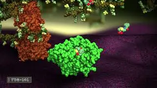 Beta-lactamase