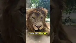 this is why lions sleep up to 20 hours a day #shorts #viralvideo #trending