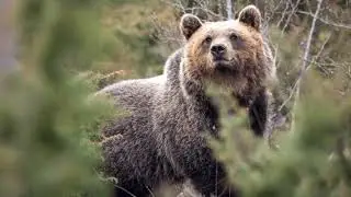 Итальянские медведи становятся менее агрессивными в результате контакта с людьми.