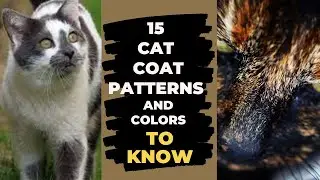 Identify Your Cat l 15 Cat Coat Patterns And Colors Explained!