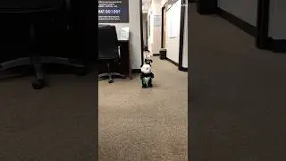 The cutest mini Panda&rsquo;s you&rsquo;ll ever see 🐼😍