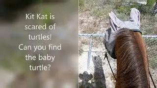 KitKat the Wonder Horse, 6 Mile Neighbor Hood Loop