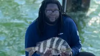 How to clean a sheepshead easy!
