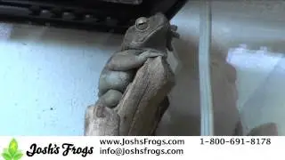 Yellow Spotted Climbing Toads as Pets