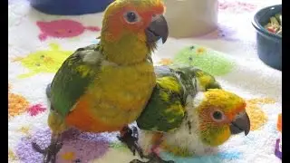 8 week old Sunday Conure Babies Rudy and #92