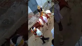 Gorai ram braT