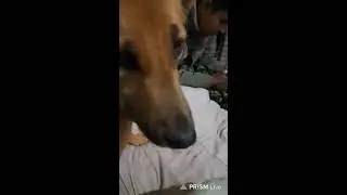 Doggo Sheru is live