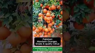 Kinnow or Citrus exports from Pakistan | Imports and Exports | Daatrade.com  #food