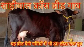 Show Quality Sahiwal Cross Breed Cow For Sale|| 25 Letter+ Milk || Highest Milk Producing Cow Breed,