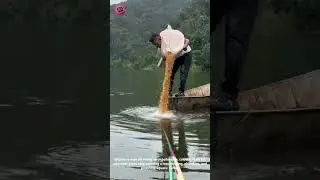 GIANT Fish Feast! 🐟🤯 Man Throws Ultimate Grass Carp Party! #FishBuffet #NatureBounty