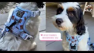 Best Dog Harness for Walking & Training | Big & Little Dogs All-Rounder Review