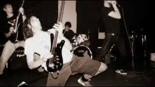 Accipiter - The Hunting