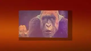 Dolittle Tiger vs Gorilla Fight (Resound)