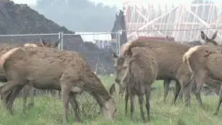 Burntwood Deer on BBC Springwatch 2016