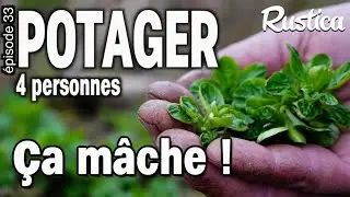 Potager pour 4 personnes :  33 Semis spontanés de mâche