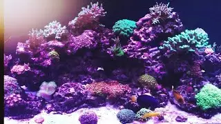 ATI T5 Purple Plus & Hydra 52 Update, Coral Growth, Stability In A Reef Tank