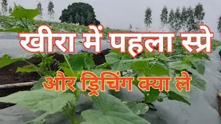 Kheera Me Pehla spry drinching ||Kheera Ki Kheeta || Barsat me Khira Ki Kheti ||Kheera
