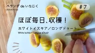 #7 ホワイトイスキアとロングドゥート、ほぼ毎日収穫【ベランダdeいちじく】White Ischia & Longue d’Août harvest｜Fig Growing Record