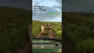 Booking open Masai Mara Kenya 🇰🇪 #wildcatch #wildcatchtrip #kenyatrip #kenya #africa