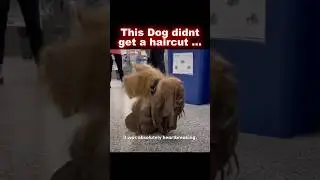 Heartbreaking Pet Story😭#cute #dog #emotional