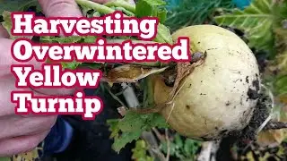 Harvesting An Overwintered Yellow Turnip In Allotment Kitchen Garden