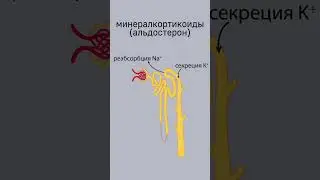 гормоны коры надпочечников с biolegko 🩸