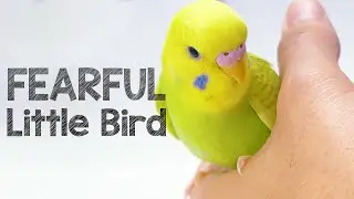 Why Budgies are so scared of Humans?
