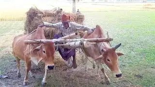 Cow cart Paddy load ride // Bullock cart Heavy load ride // Cow cart race