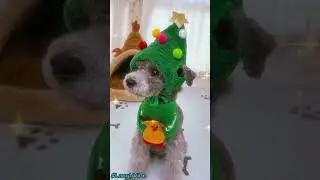 Christmas Dogs in Action &ndash; Festive Paws Full of Joy! 🎄🐾#LaughVibe