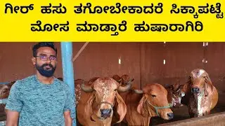 ಗೀರ್ ಹಸು ತಗೋಬೇಕಾದರೆ ತುಂಬಾ ಹುಷಾರಾಗಿರಿ | Gir cattle farming tips in kannada |