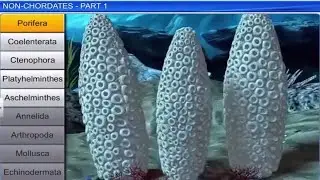 CBSE Class 11 Biology ||  Non-chordates - I || By Shiksha House