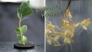Western Australia's Unique Biodiversity