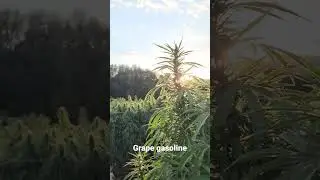 Grape Pie x Jetfuel Gelato