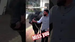 Kapil khilar valo#indiankhillarprime bull#shortvideo #sharyat #cow