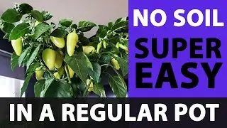 How to get started with HYDROPONICS, Super easy and cheap! 4K