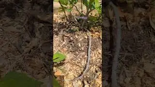 How to make a new fig tree with ground layering.