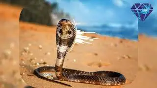 Snake Charmer [Cymatics King of Beats Contest Entry] - Prod by Jemz